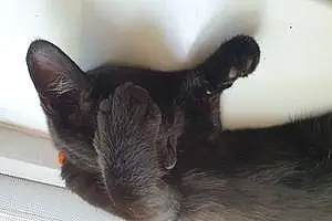 Name British Shorthair Cat Lemmy