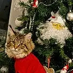 Christmas Tree, Christmas Ornament, Cat, Holiday Ornament, Plant, Carnivore, Felidae, Fawn, Christmas Decoration, Woody Plant, Ornament, Evergreen, Whiskers, Small To Medium-sized Cats, Event, Holiday, Christmas Eve, Christmas, Tree, Grass