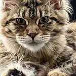 Cat, Eyes, Carnivore, Felidae, Plant, Whiskers, Small To Medium-sized Cats, Terrestrial Animal, Snout, Big Cats, Close-up, Furry friends, Domestic Short-haired Cat, Claw, Fang, Paw, Macro Photography
