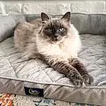 Cat, Siamese, Felidae, Carnivore, Grey, Birman, Fawn, Small To Medium-sized Cats, Whiskers, Snout, Comfort, Ragdoll, Thai, Furry friends, Linens, Terrestrial Animal, Balinese, Sitting, Pattern