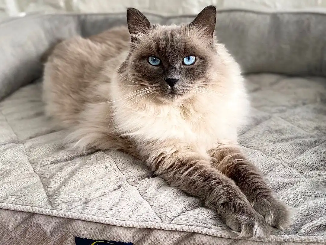Cat, Siamese, Felidae, Carnivore, Grey, Birman, Fawn, Small To Medium-sized Cats, Whiskers, Snout, Comfort, Ragdoll, Thai, Furry friends, Linens, Terrestrial Animal, Balinese, Sitting, Pattern