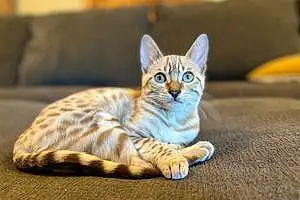 Name Bengal Cat Hermione