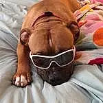 Glasses, Vision Care, Dog, Goggles, Comfort, Sunglasses, Textile, Eyewear, Carnivore, Dog breed, Fawn, Companion dog, Beard, Liver, Tints And Shades, Linens, Working Animal, Snout, Bedding, Bed