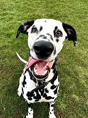 Name Dalmatian Dog Dolce