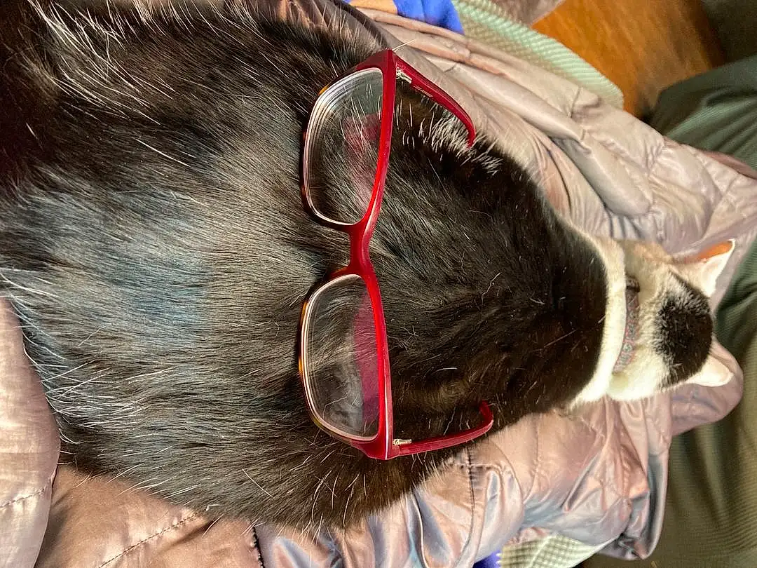 Vision Care, Ear, Audio Equipment, Eyewear, Comfort, Working Animal, Black Hair, Snout, Whiskers, Furry friends, Fashion Accessory, Tail, Hair Care, Dog breed, Felidae, Hair Coloring, Human Leg, Foot, Small To Medium-sized Cats, Companion dog
