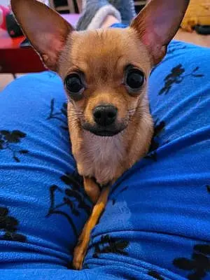 Name Chihuahua Dog Flora
