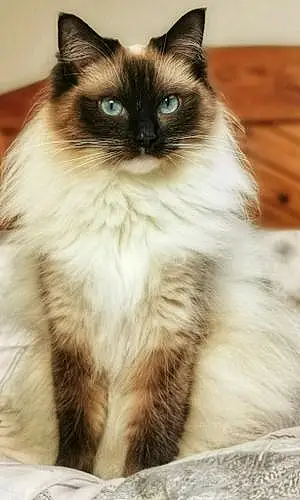 Name Ragdoll Cat Arabella