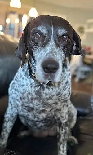 Name German shorthaired pointer Dog Carley