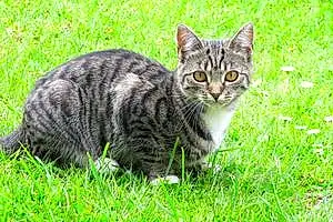 Bengal Cat Tia
