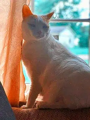 Name American Shorthair Cat Castiel