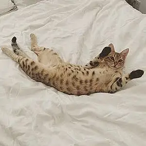 Name Bengal Cat Charlie-brown