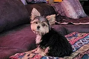 Name Yorkshire Terrier Dog Ares