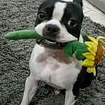 Head, Dog, Dog breed, Carnivore, Boston Terrier, Working Animal, Companion dog, Fawn, Plant, Collar, Grass, Snout, Tail, Dog Collar, Whiskers, Furry friends, Flower, Working Dog