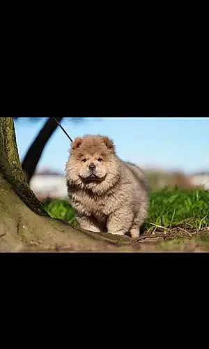 Name Chow Chow Dog Chica