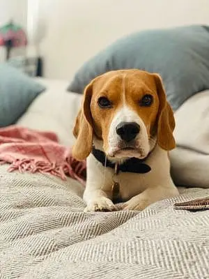 Beagle Dog Herby