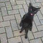 Cat, Felidae, Carnivore, Small To Medium-sized Cats, Road Surface, Bombay, Whiskers, Snout, Tail, Black cats, Domestic Short-haired Cat, Cobblestone, Furry friends, Dog breed, Shadow, Claw, Terrestrial Animal, Asphalt