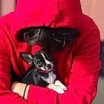 Dog, Canidae, Boston Terrier, Dog breed, Companion dog, Puppy, Carnivore, Snout, Hoodie, French Bulldog, Non-sporting Group, Puppy love, Furry friends, Ear