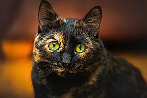 Name Tabby Cat Bindi