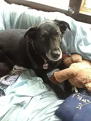 Name Labrador Retriever Dog Cynder