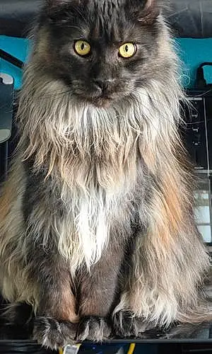 Name Maine Coon Cat Demi