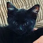 Cat, Black cats, Small To Medium-sized Cats, Felidae, Black, Whiskers, Bombay, Sky, Carnivore, Nose, Kitten, Eyes, Snout, Ear, Asian dog, Burmese, Iris, Furry friends