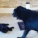 Dog, Canidae, Black, Dog breed, Carnivore, Tail, Flat-coated Retriever, Furry friends, Guard Dog, Puppy, Patterdale Terrier, Terrier