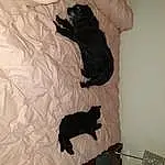Black cats, Cat, Tail, Felidae, Small To Medium-sized Cats, Furry friends, Carnivore, Shadow