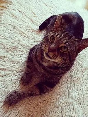 Name Tabby Cat Barnaby