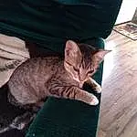 Cat, Felidae, Comfort, Carnivore, Small To Medium-sized Cats, Whiskers, Grey, Wood, Fawn, Tail, Cat Bed, Cat Supply, Hardwood, Snout, Wood Stain, Furry friends, Domestic Short-haired Cat, Varnish, Wood Flooring