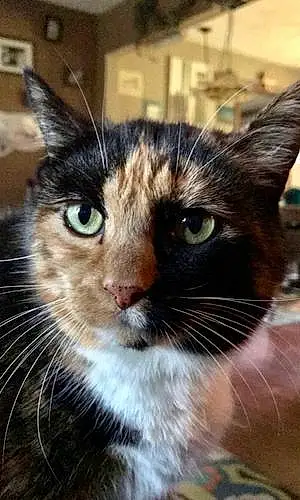 Name American Shorthair Cat Carmella