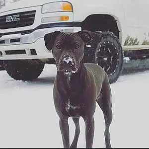 Name Pitt Bull Terrier Dog Daisey
