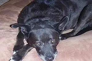 Name Labrador Retriever Dog Blackie