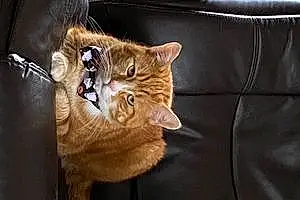 Name British Shorthair Cat Biscuit