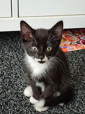 Name British Shorthair Cat Fizzy