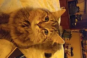 Name British Shorthair Cat Jinxy