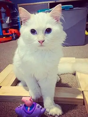 Name Ragdoll Cat Jinxie