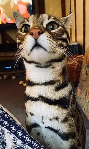 Name Bengal Cat Hobbes