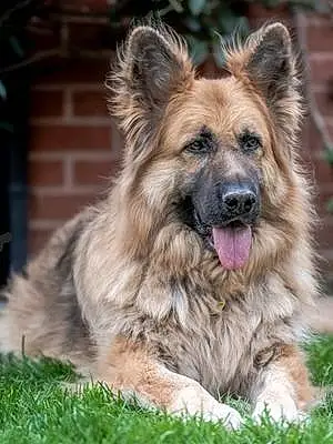 Name German Shepherd Dog Jaxon