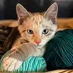 Whiskers, Small To Medium-sized Cats, Felidae, Cat, Carnivore, Teal, Kitten, Turquoise, Iris, Aqua, Furry friends, Snout, Fawn, Domestic Short-haired Cat, Peach, Thread, Cat Supply, Wicker, Cat Furniture, Curious