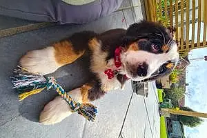 Name Bernese Mountain Dog Dog Lara