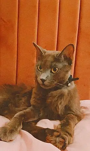 Russian Blue Cat Yoshi