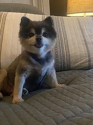 Name Pomeranian Dog Ella