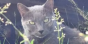 Name Cat Grey