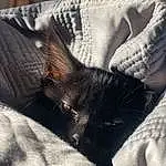 Cat, Eyes, Leg, Comfort, Felidae, Carnivore, Textile, Couch, Small To Medium-sized Cats, Whiskers, Grey, Fawn, Tints And Shades, Tail, Black cats, Chair, Linens, Snout, Human Leg, Pattern
