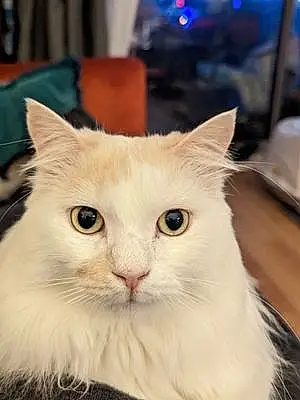 Name Turkish Angora Cat Bowie