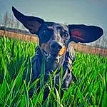Dog, Plant, Dog breed, Carnivore, Working Animal, Grass, Hat, Sky, Fawn, Grassland, Companion dog, People In Nature, Rural Area, Meadow, Snout, Prairie, Agriculture, Field