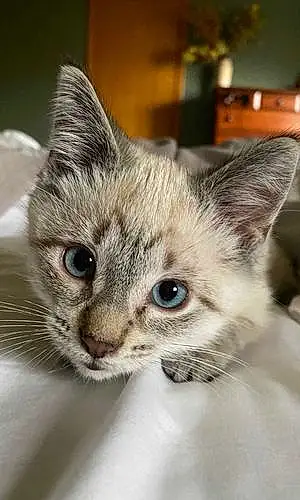 Name Siamese Cat Banksy