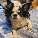 Dog, Dog breed, Carnivore, Papillon, Dog Supply, Whiskers, Companion dog, Fawn, Toy Dog, Snout, Terrestrial Animal, Working Animal, Plant, Furry friends, Canidae, Chihuahua, Non-sporting Group, Corgi-chihuahua, Sitting
