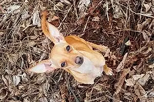 Chihuahua Dog Daisy