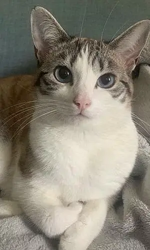 Name British Shorthair Cat Bridget